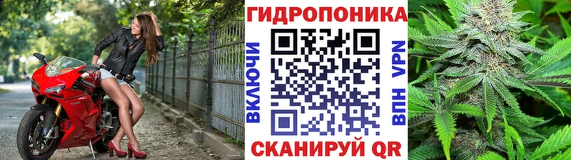 Бошки марихуана Amnesia  Обоянь 